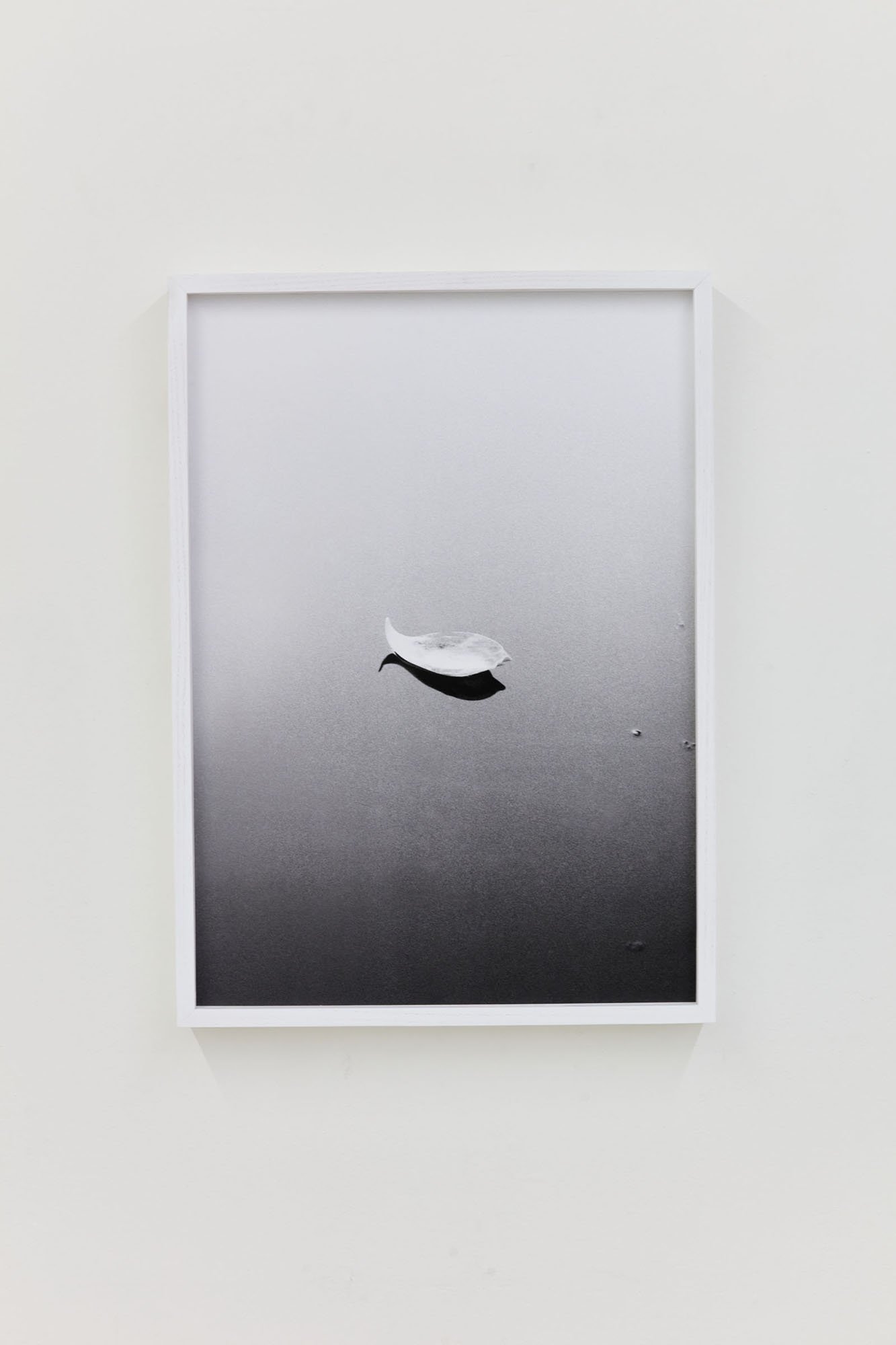 Time slows down with a petals of lotus flower