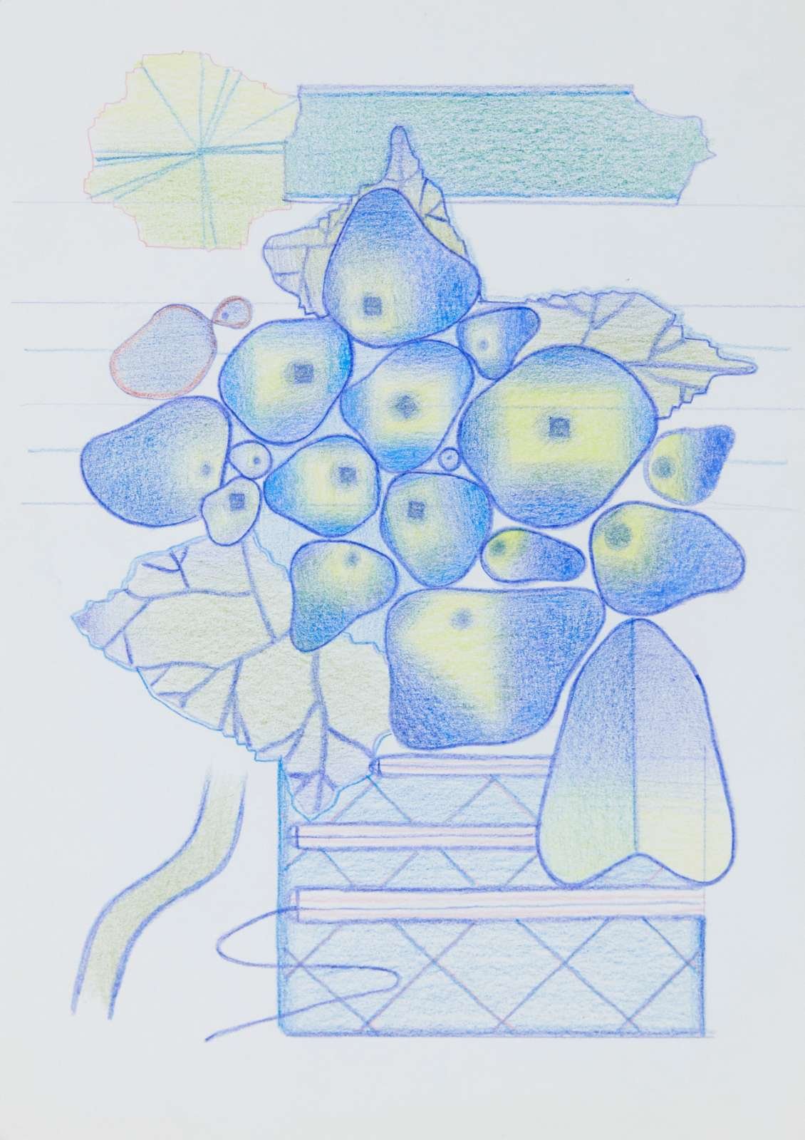 Hydrangea 0