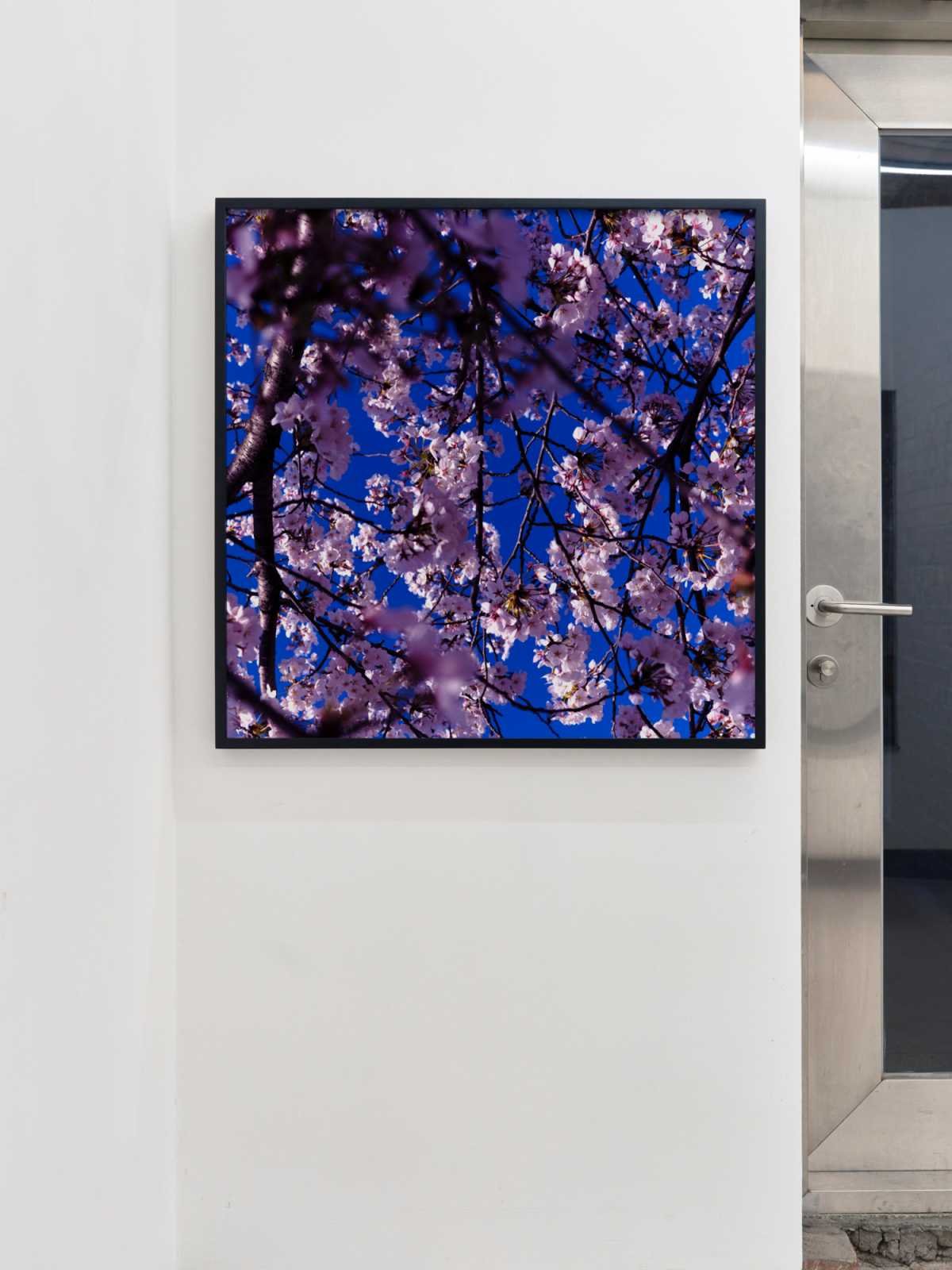 Blue cherry blossoms